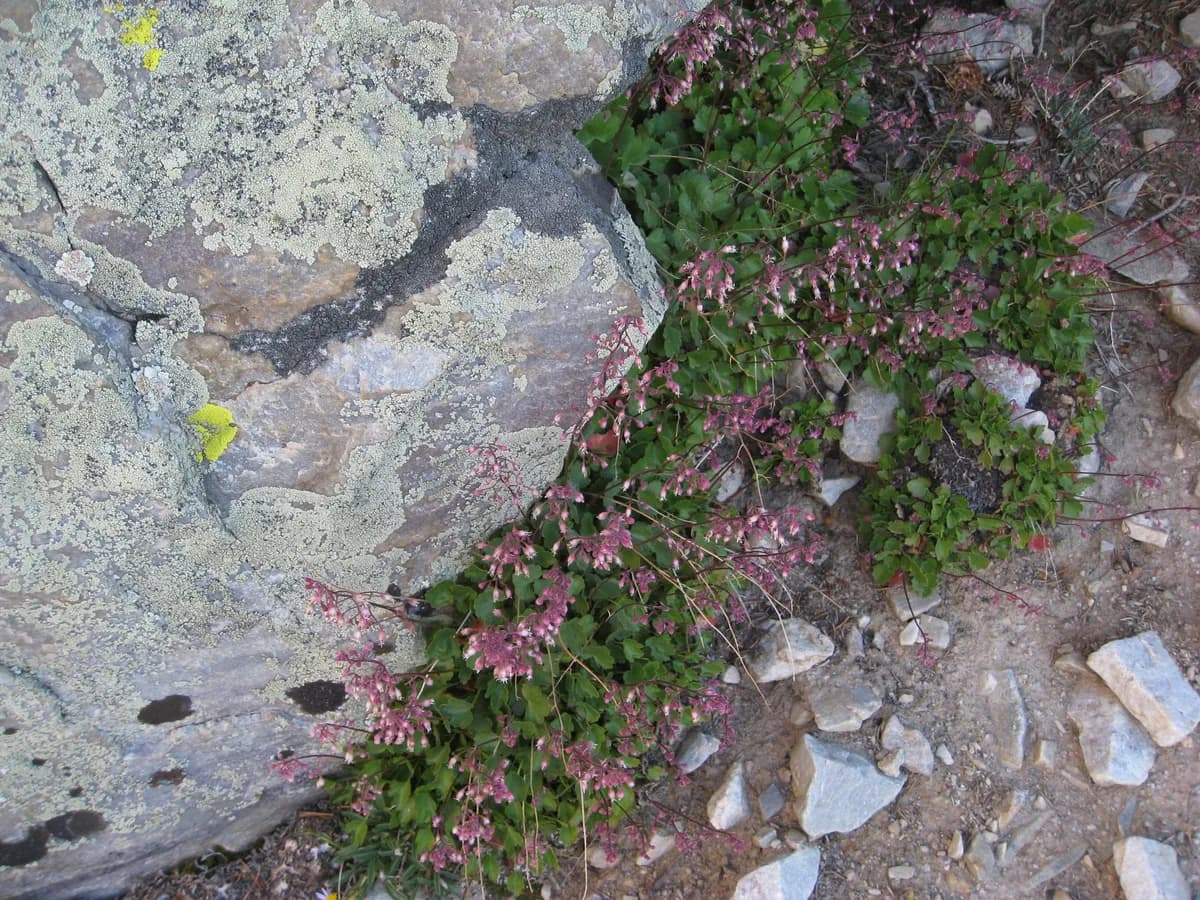 Jack-o'the-rocks (Heuchera rubescens)