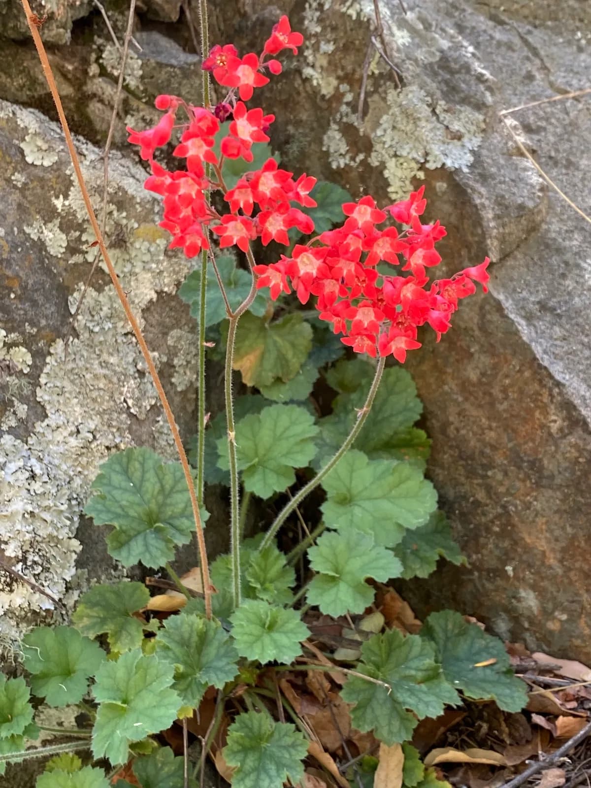 Coralbells (Heuchera sanguinea)