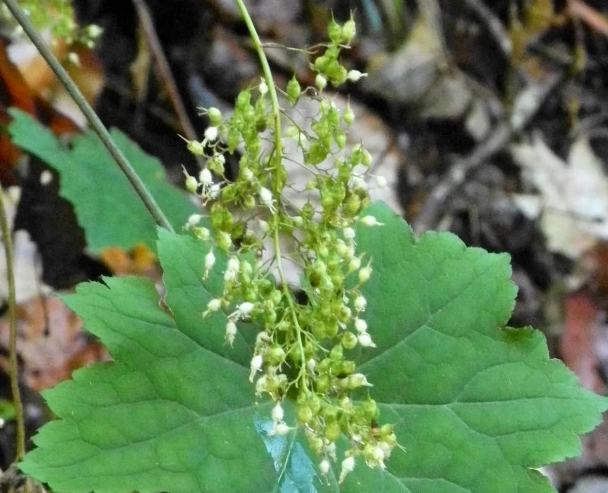 Hairy Alumroot (Heuchera villosa)