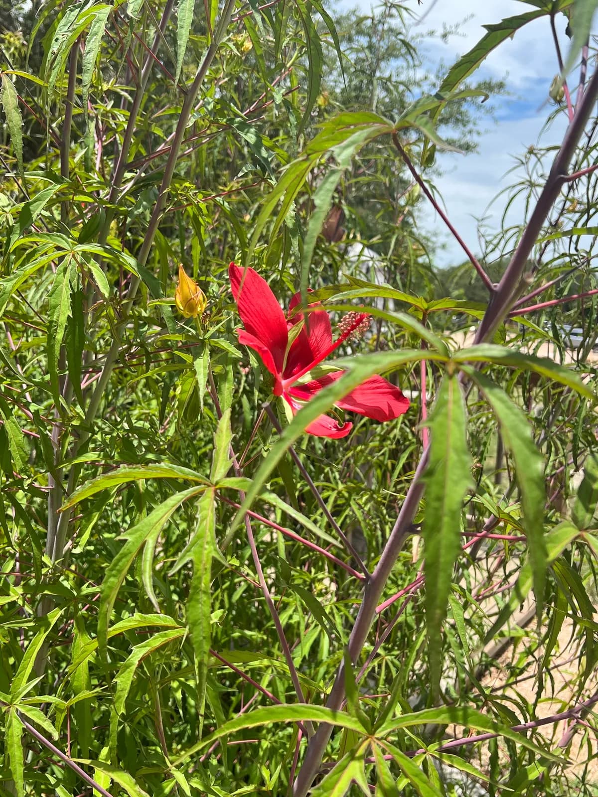 Texas Star Hibiscus (Hibiscus coccineus)