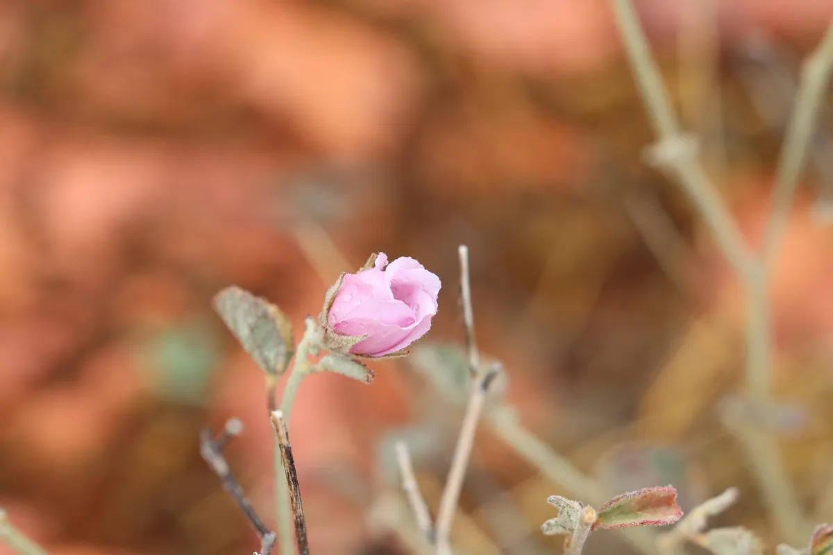 Paleface (Hibiscus denudatus)