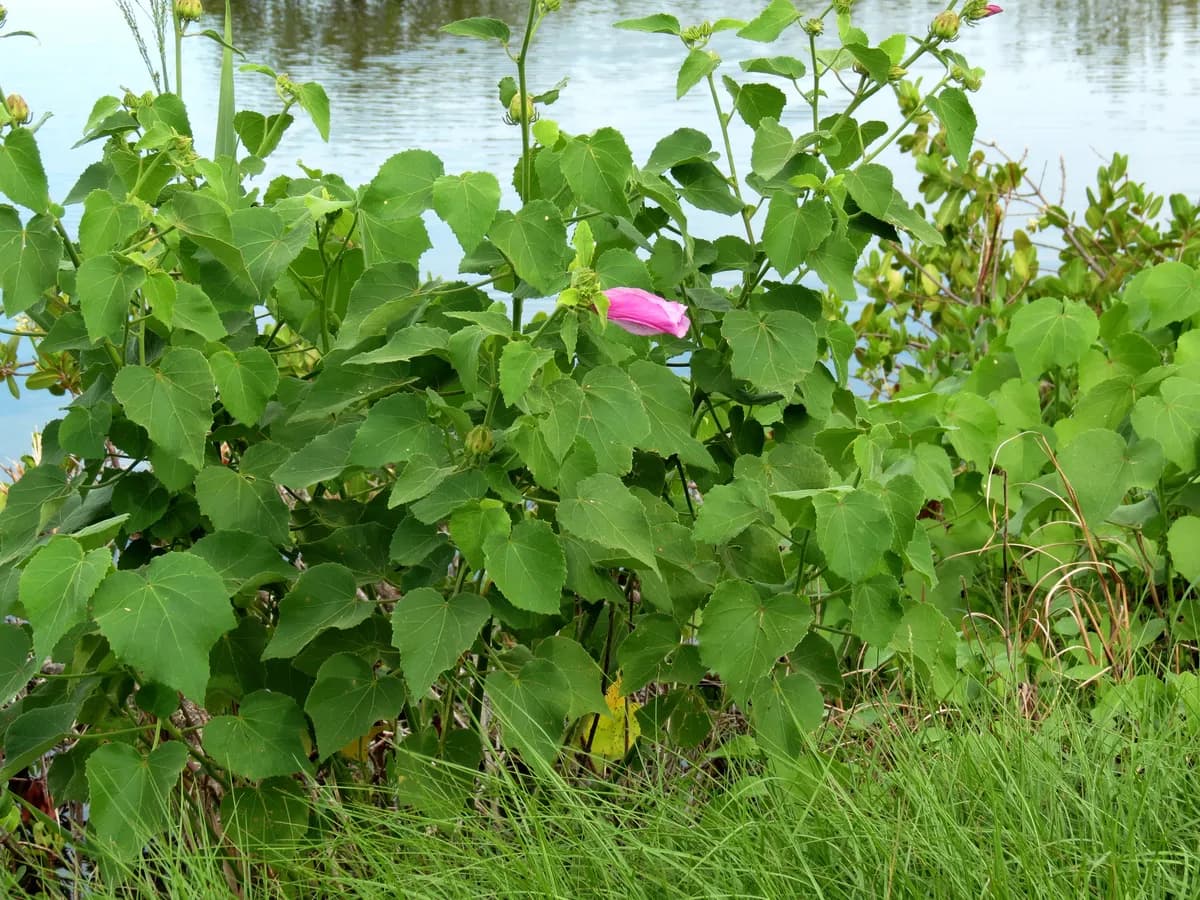 Sleeping hibiscus (Hibiscus furcellatus)