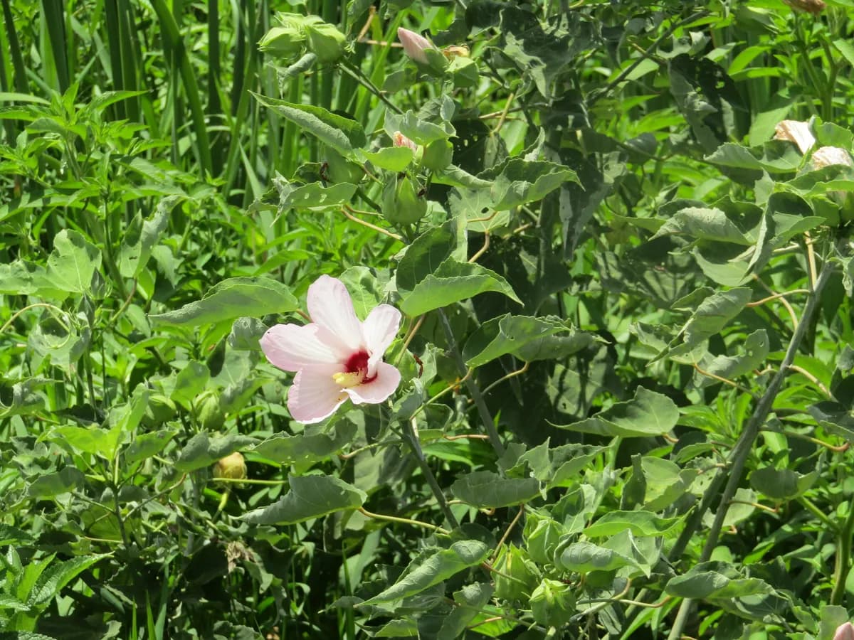 Swamp Rosemallow (Hibiscus grandiflorus)
