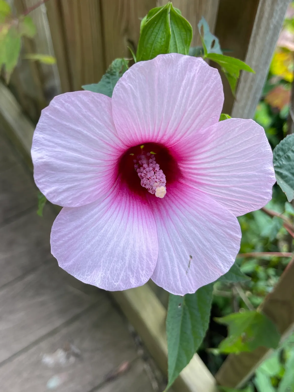 Scarlet Rose-mallow (Hibiscus laevis)