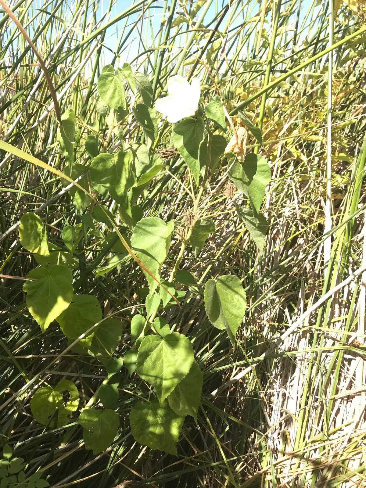 Woolly rose mallow (Hibiscus lasiocarpus)
