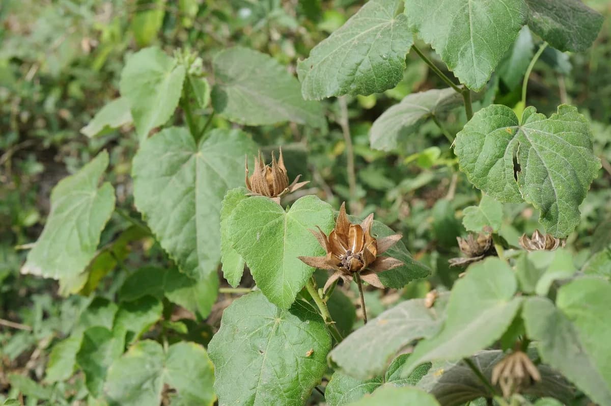 Heartleaf Hibiscus (Hibiscus martianus)