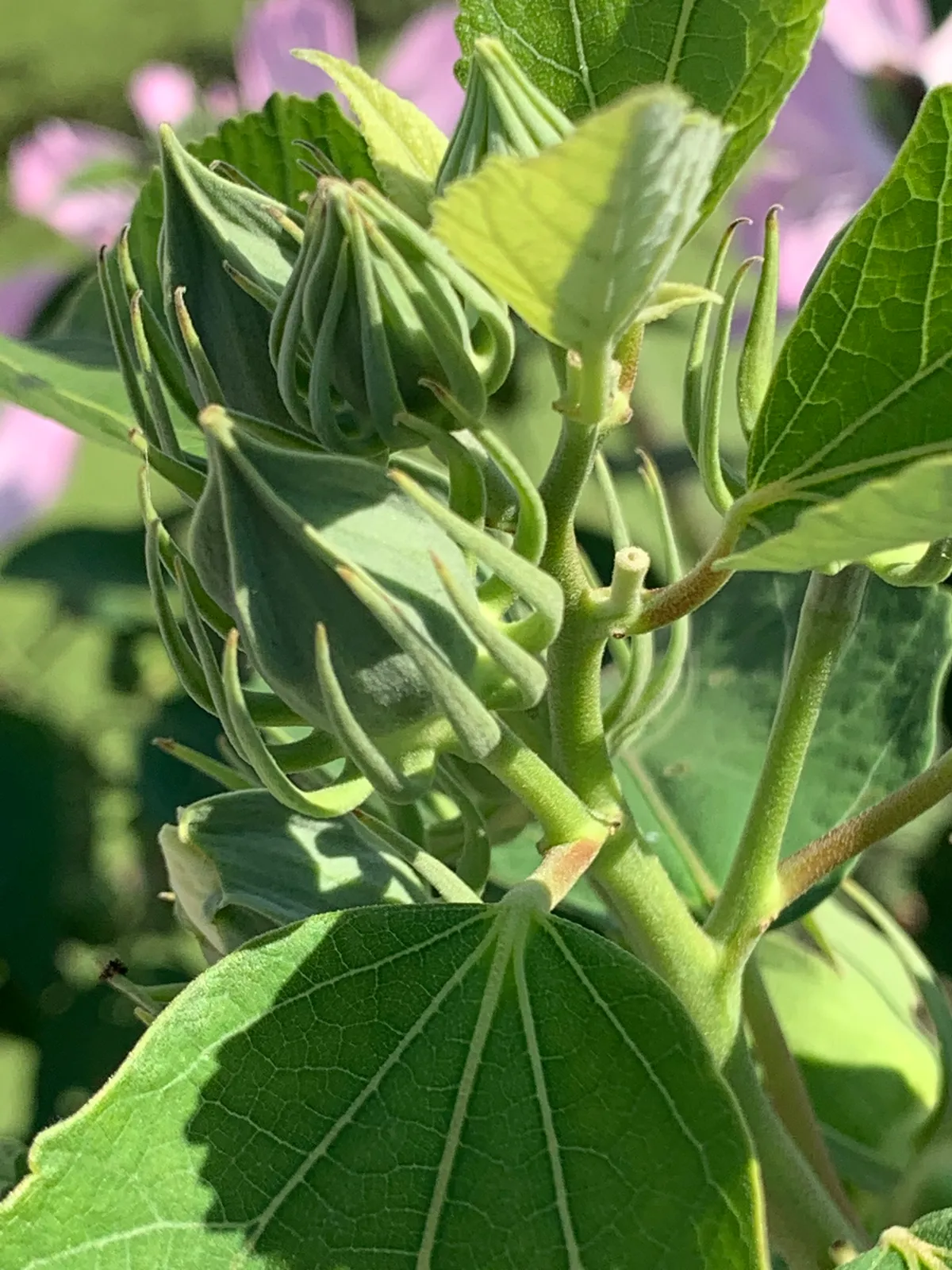 Mallow-rose (Hibiscus moscheutos)