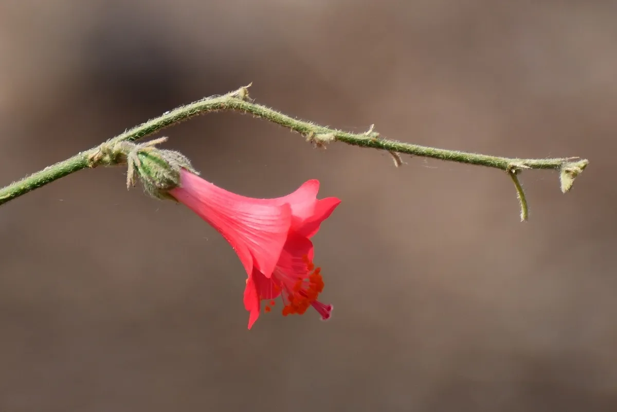 Poeppig's rosemallow (Hibiscus poeppigii)