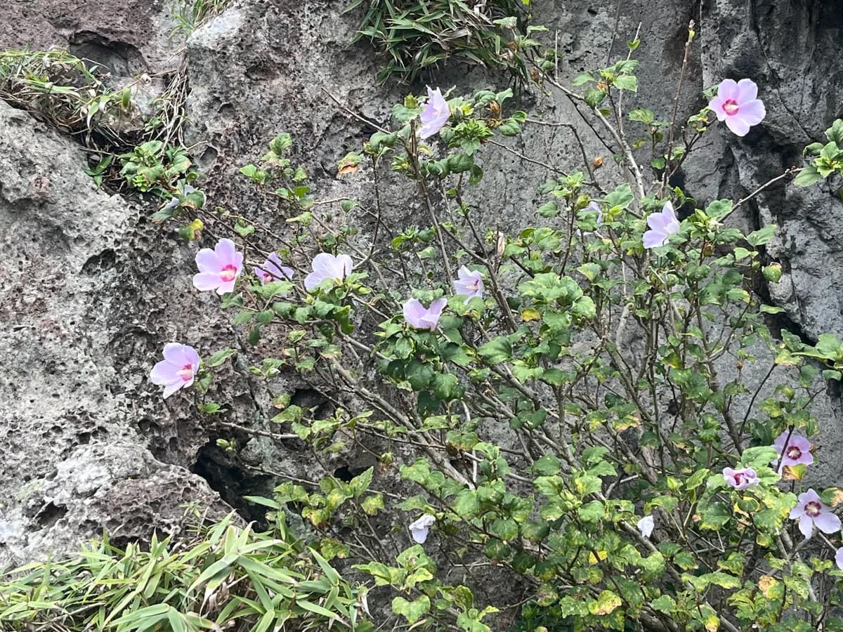 Rose of Sharon (Hibiscus syriacus)
