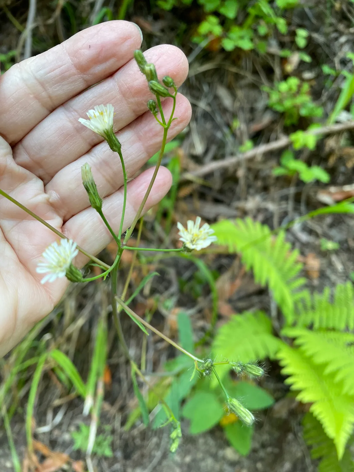 White Hawkweed (Hieracium albiflorum)