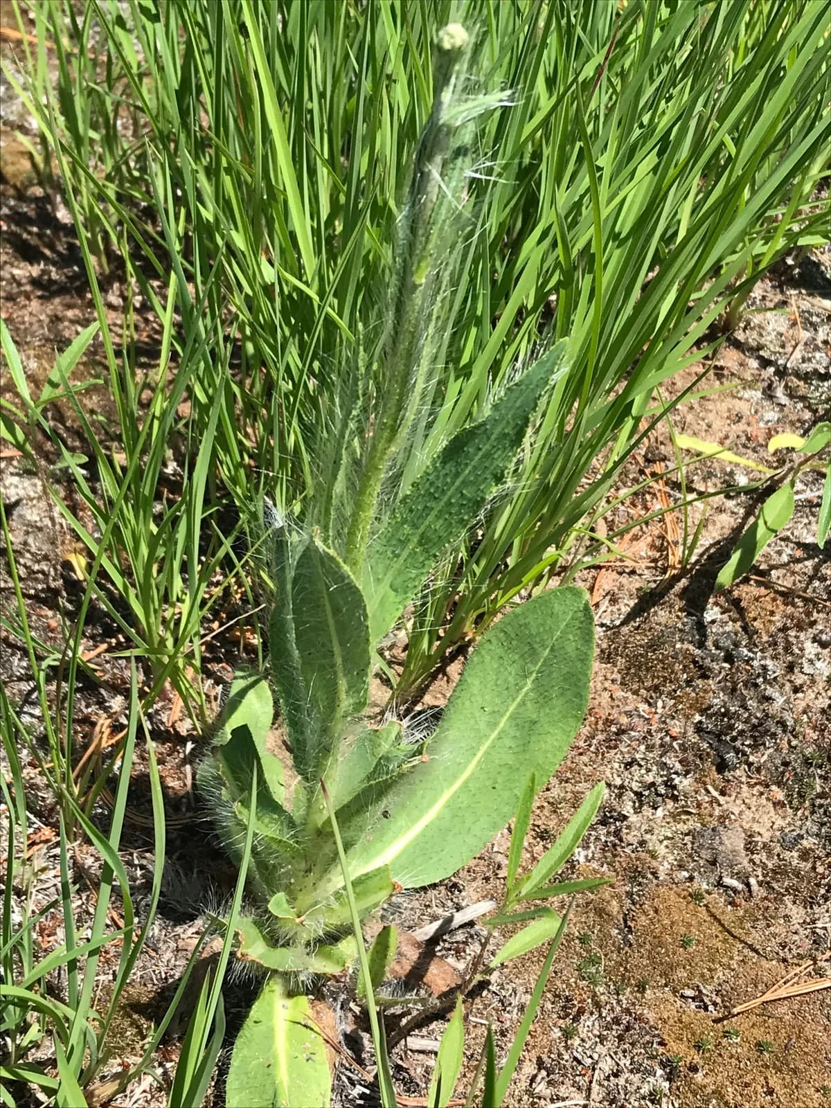 Longbeard hawkweed (Hieracium longipilum)