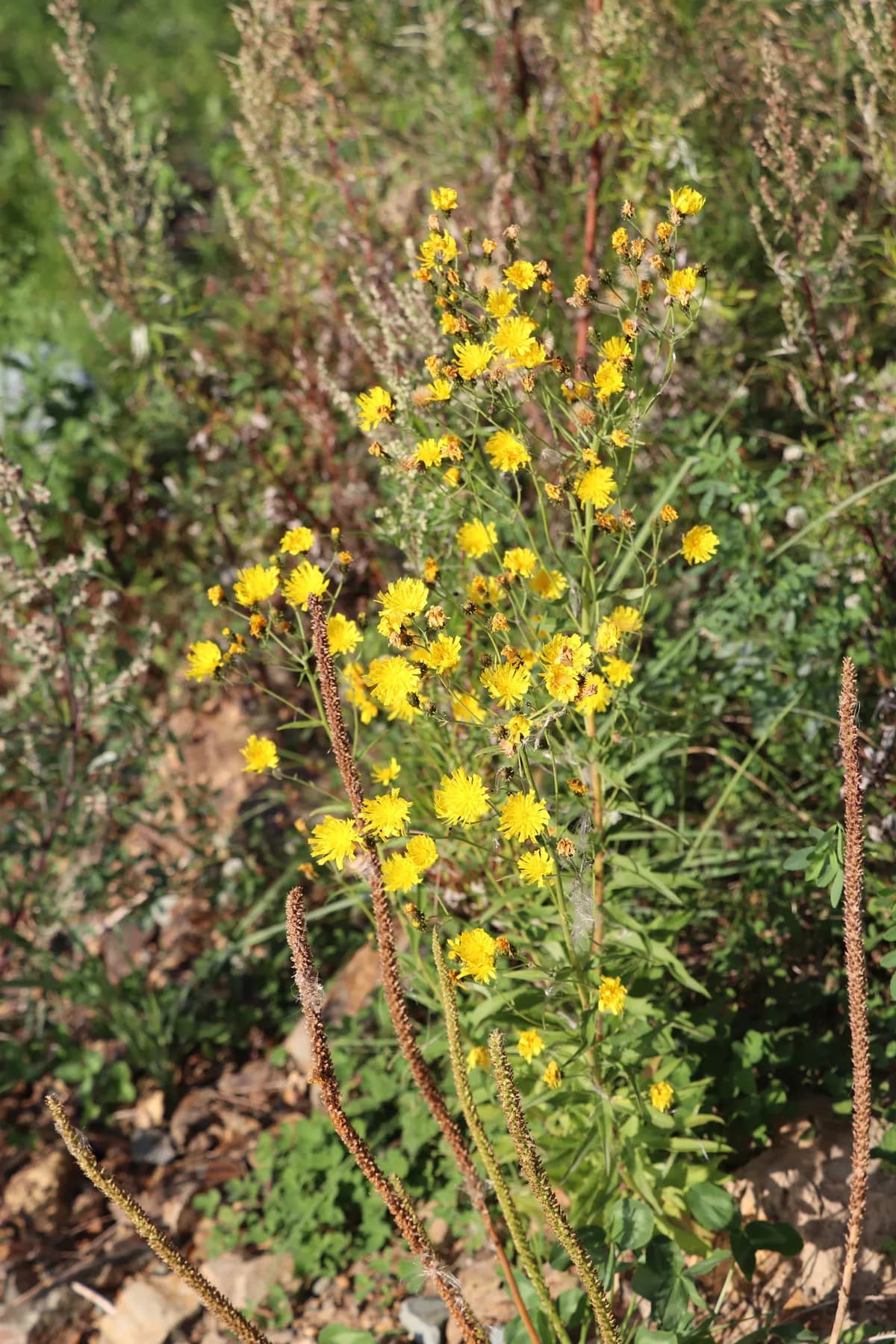 Narrowleaf Hawkweed (Hieracium umbellatum)