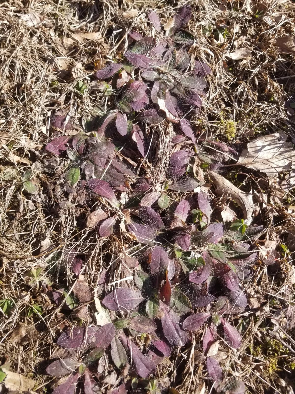 Rattlesnakeweed (Hieracium venosum)