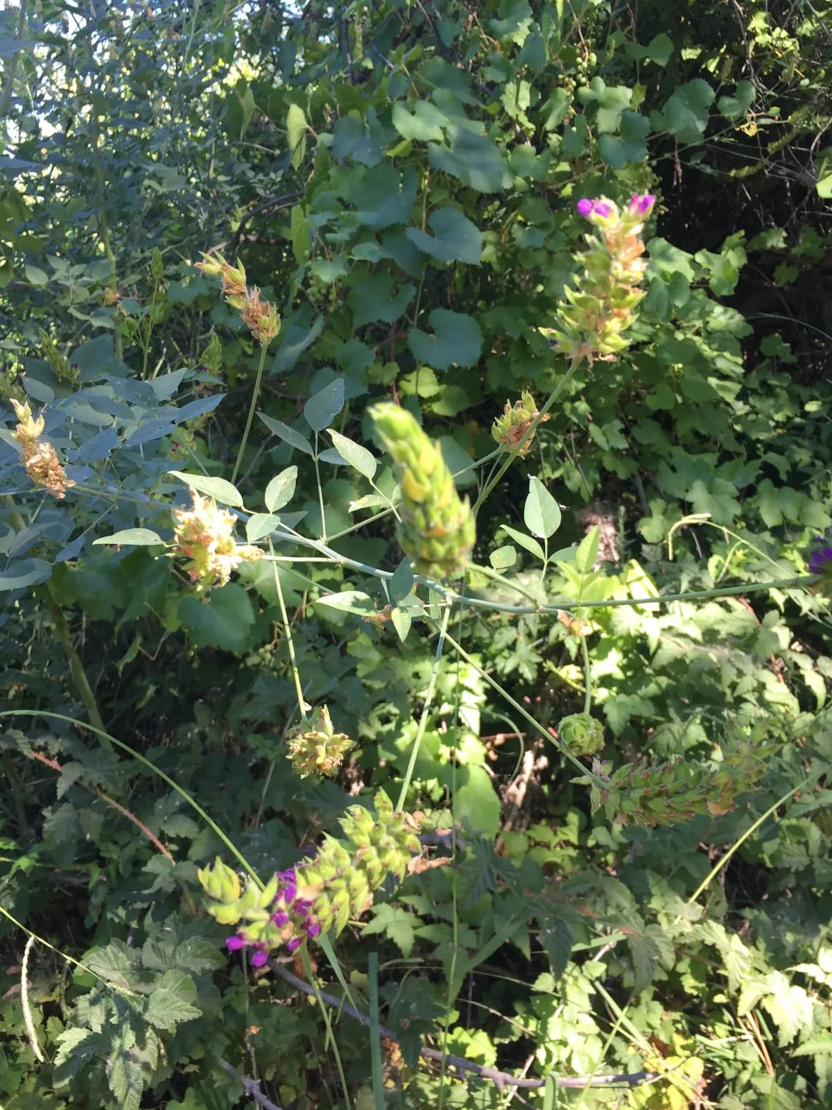 Leatherroot (Hoita macrostachya)