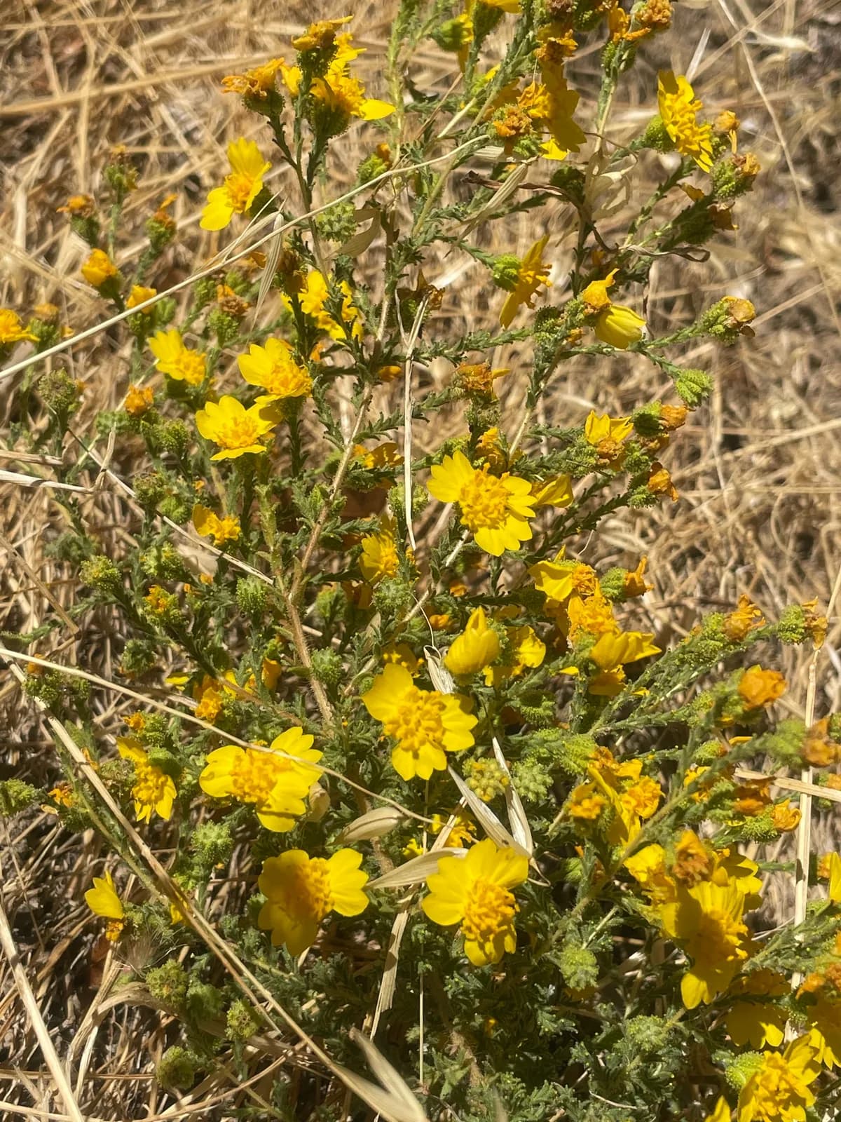 Heermann's tarweed (Holocarpha heermannii)