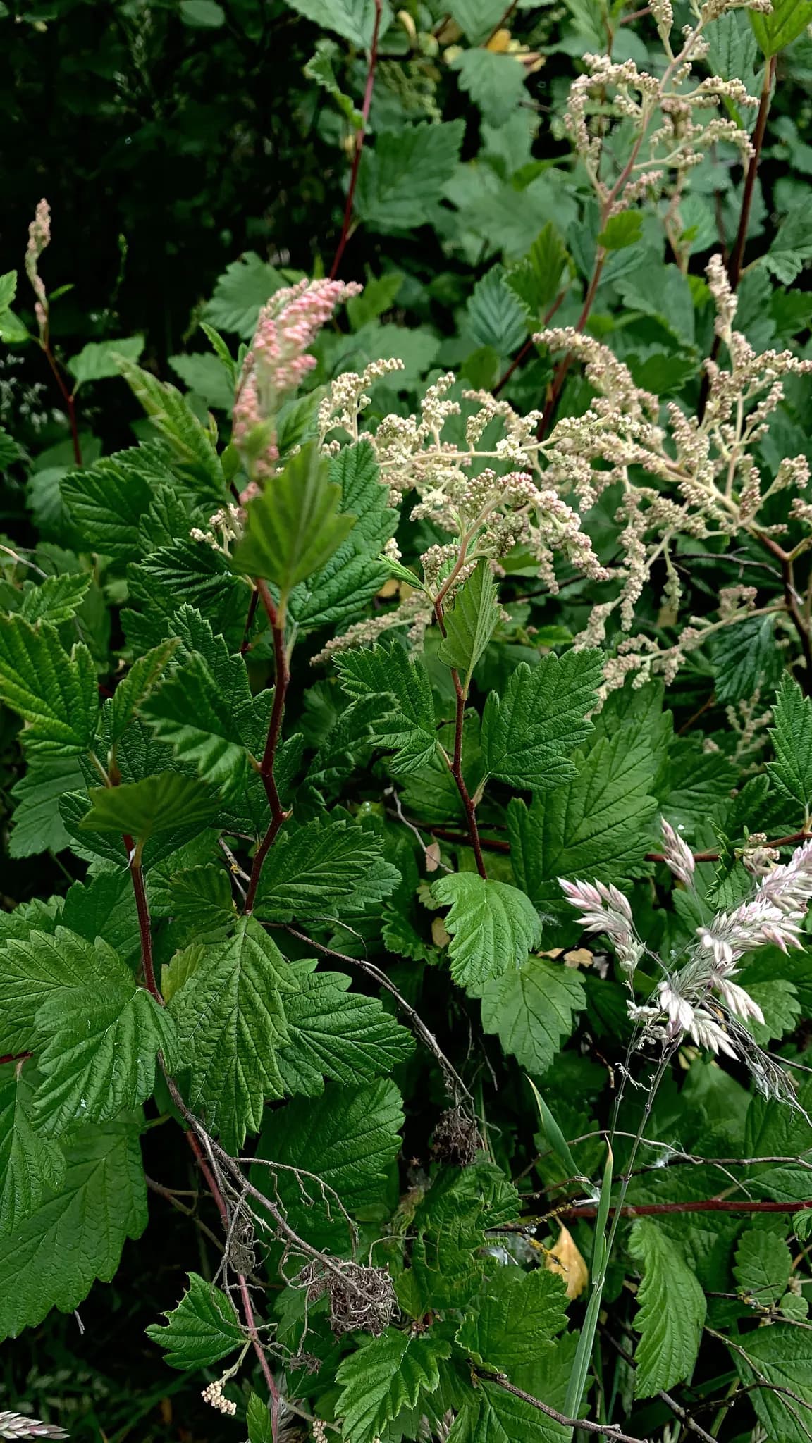 Creambush (Holodiscus discolor)