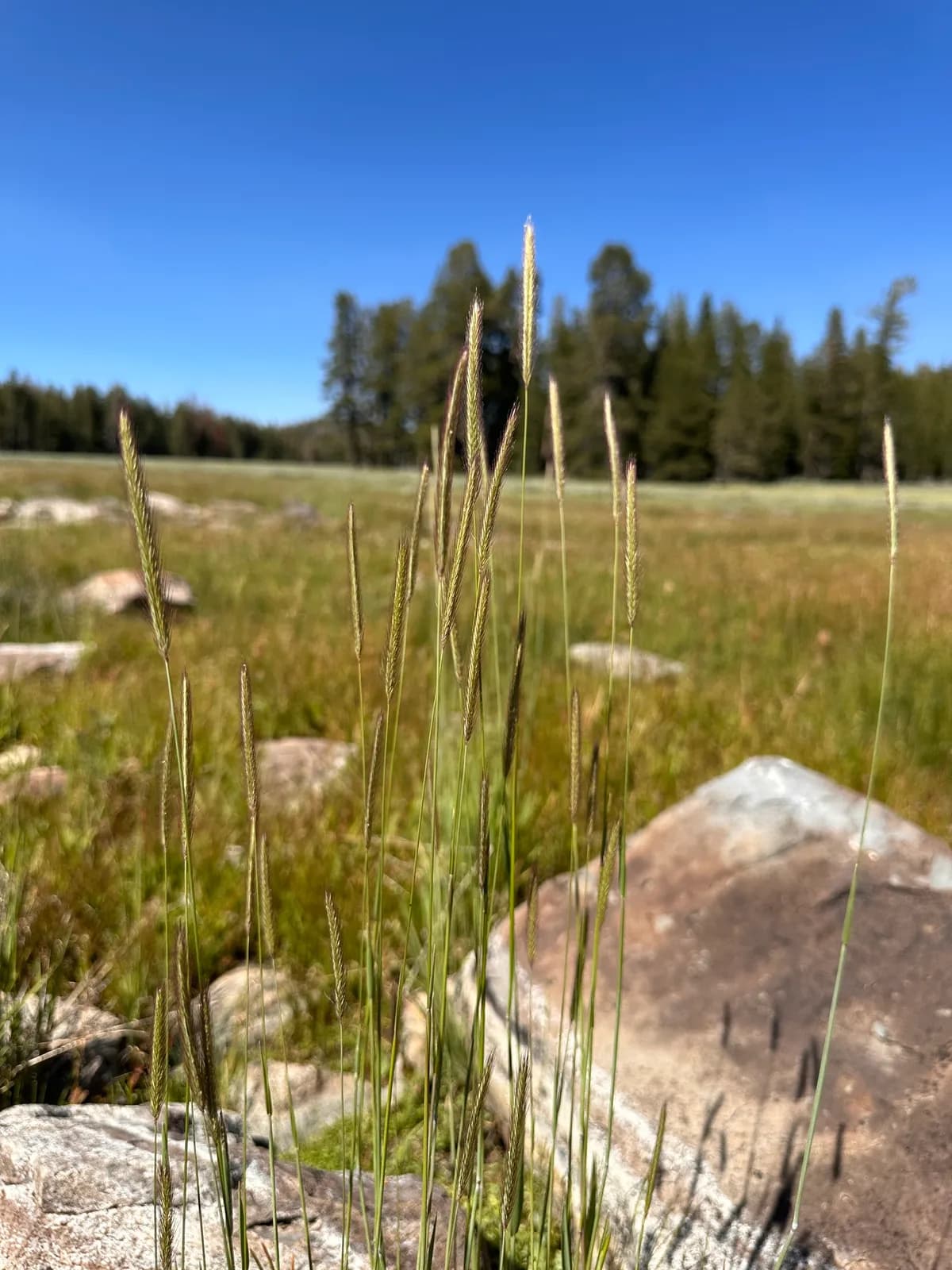 Meadow Barley (Hordeum brachyantherum)