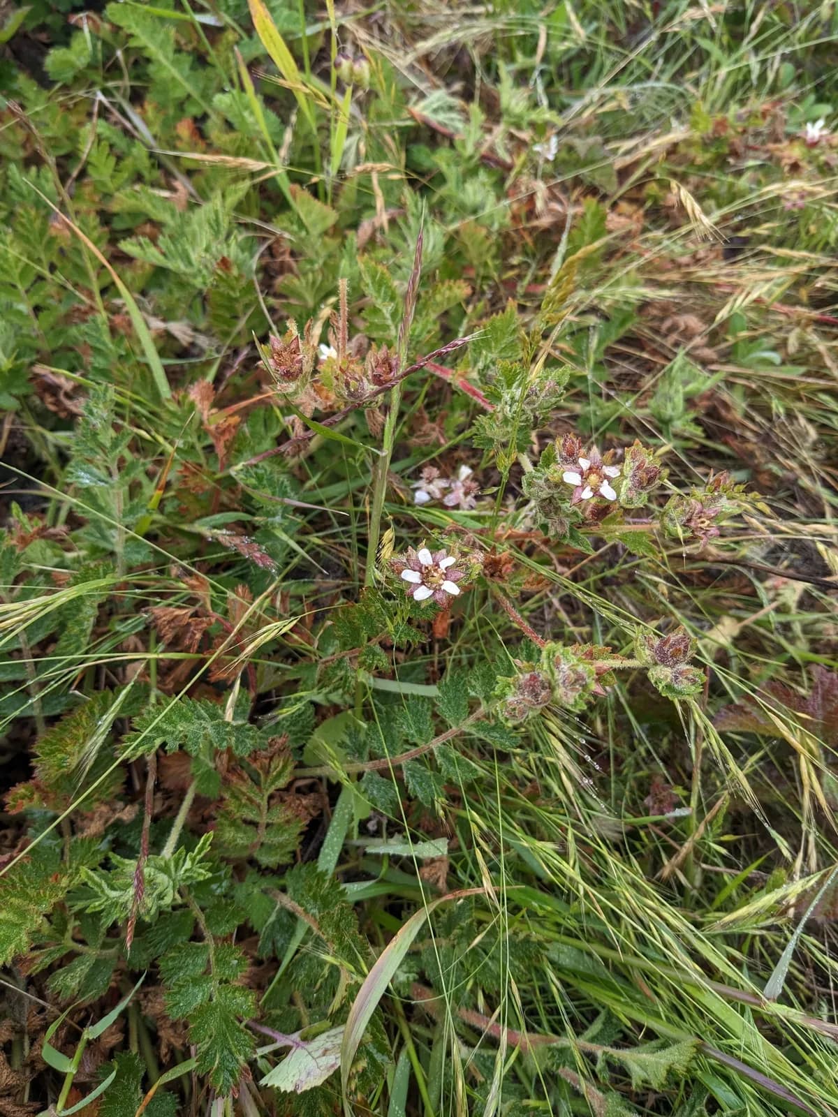 California horkelia (Horkelia californica)