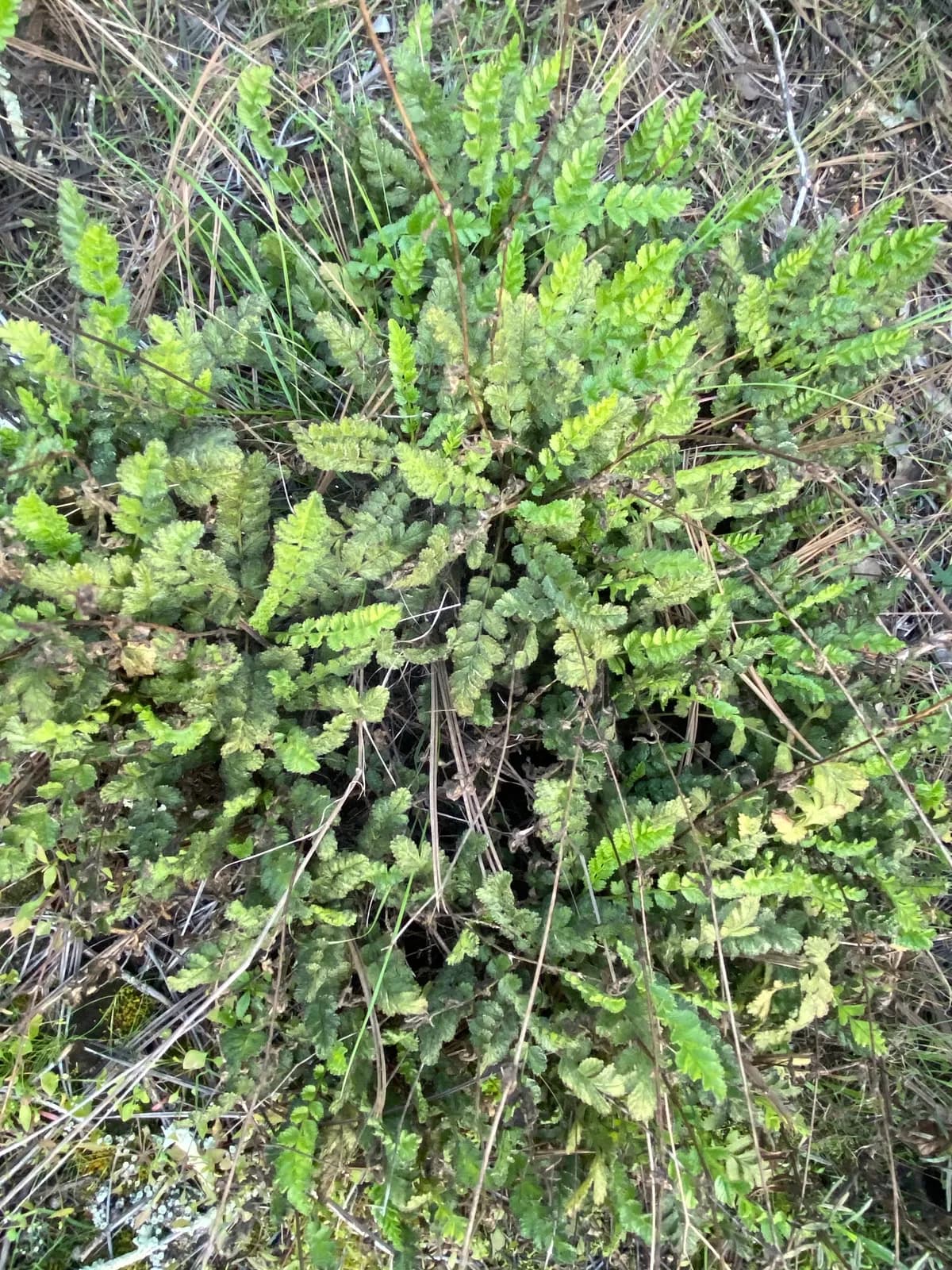 Coast horkelia (Horkelia cuneata)