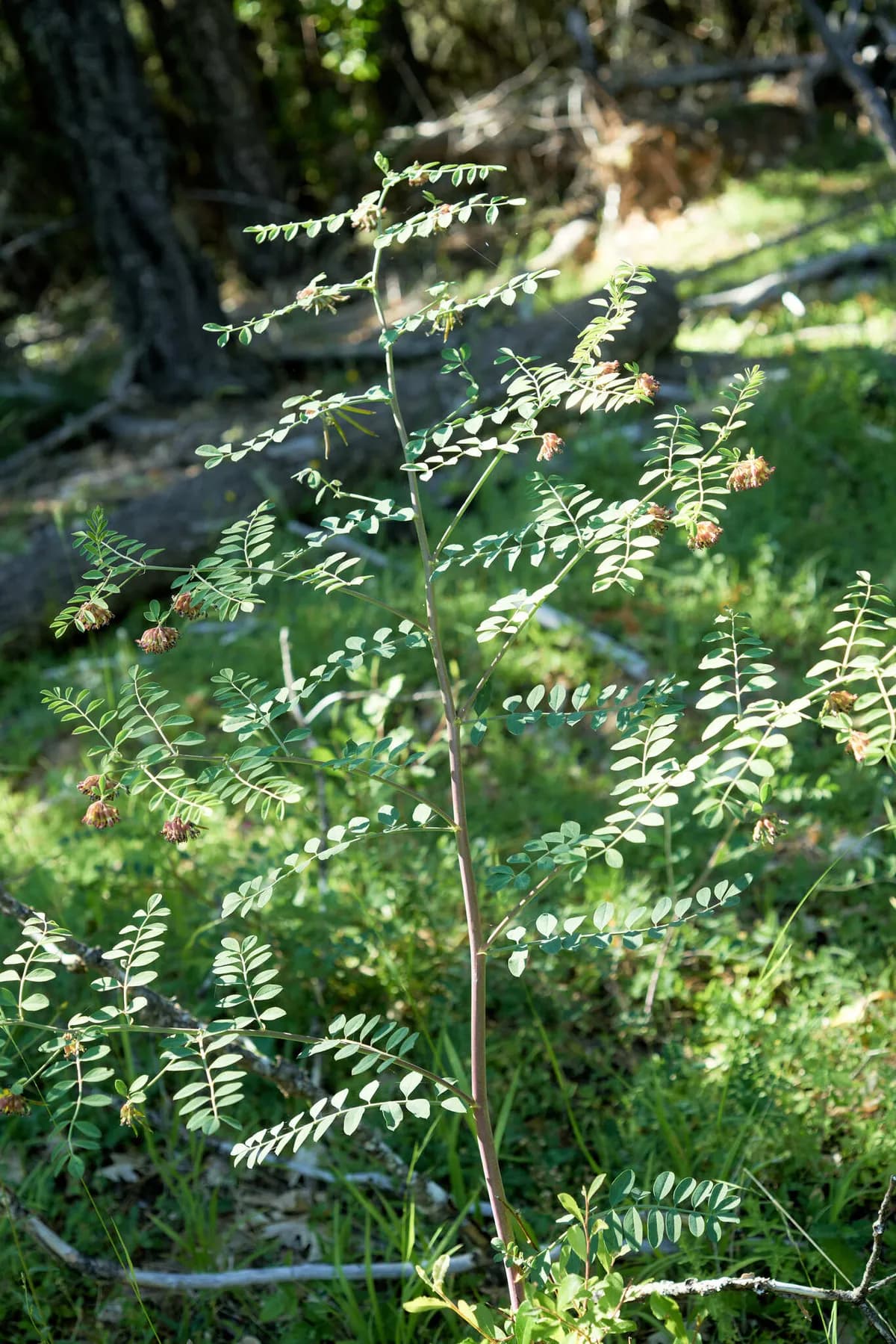Big deervetch (Hosackia crassifolia)