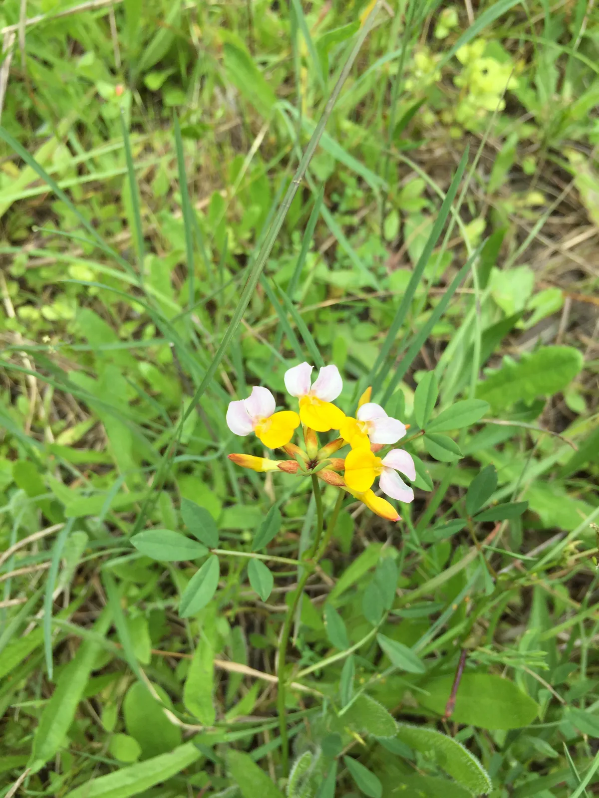 Seaside Bird's-foot Trefoil (Hosackia gracilis)