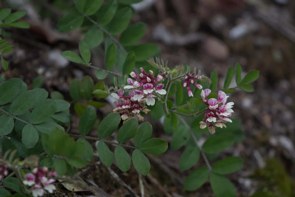 Balsam bird's-foot trefoil (Hosackia stipularis)