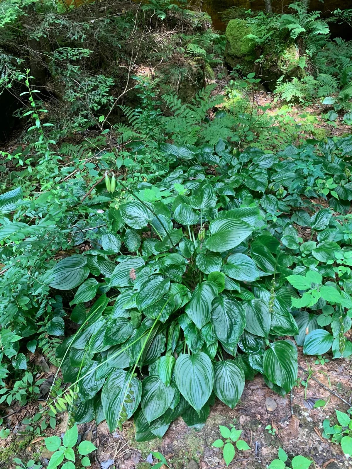 Fragrant Hosta (Hosta plantaginea)