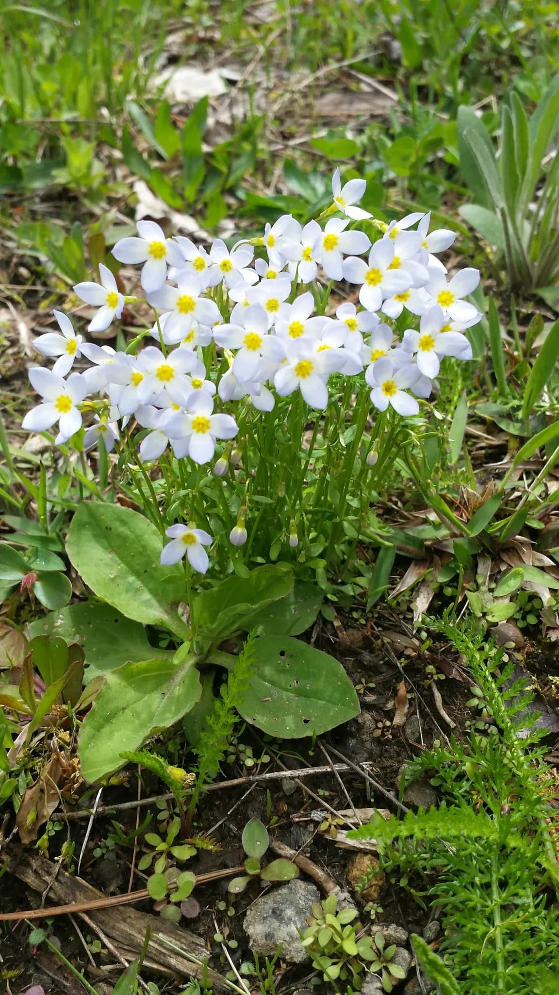 Quaker-ladies (Houstonia caerulea)