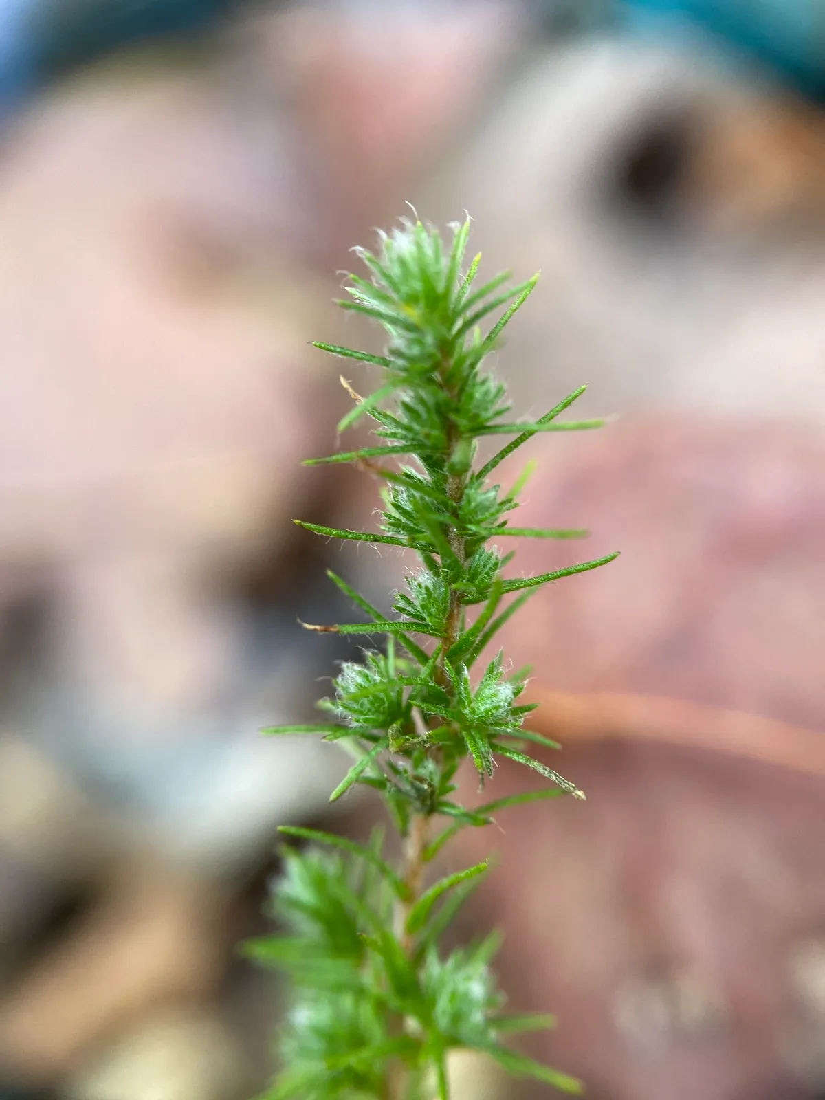 Pine Barren Goldenheather (Hudsonia ericoides)