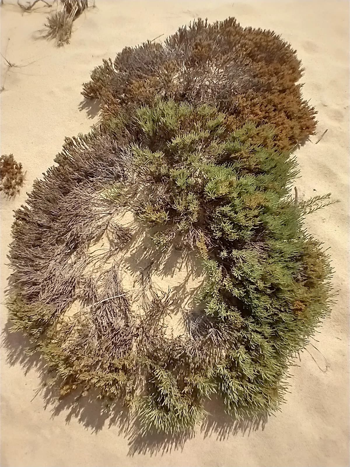 Beach-heath (Hudsonia tomentosa)