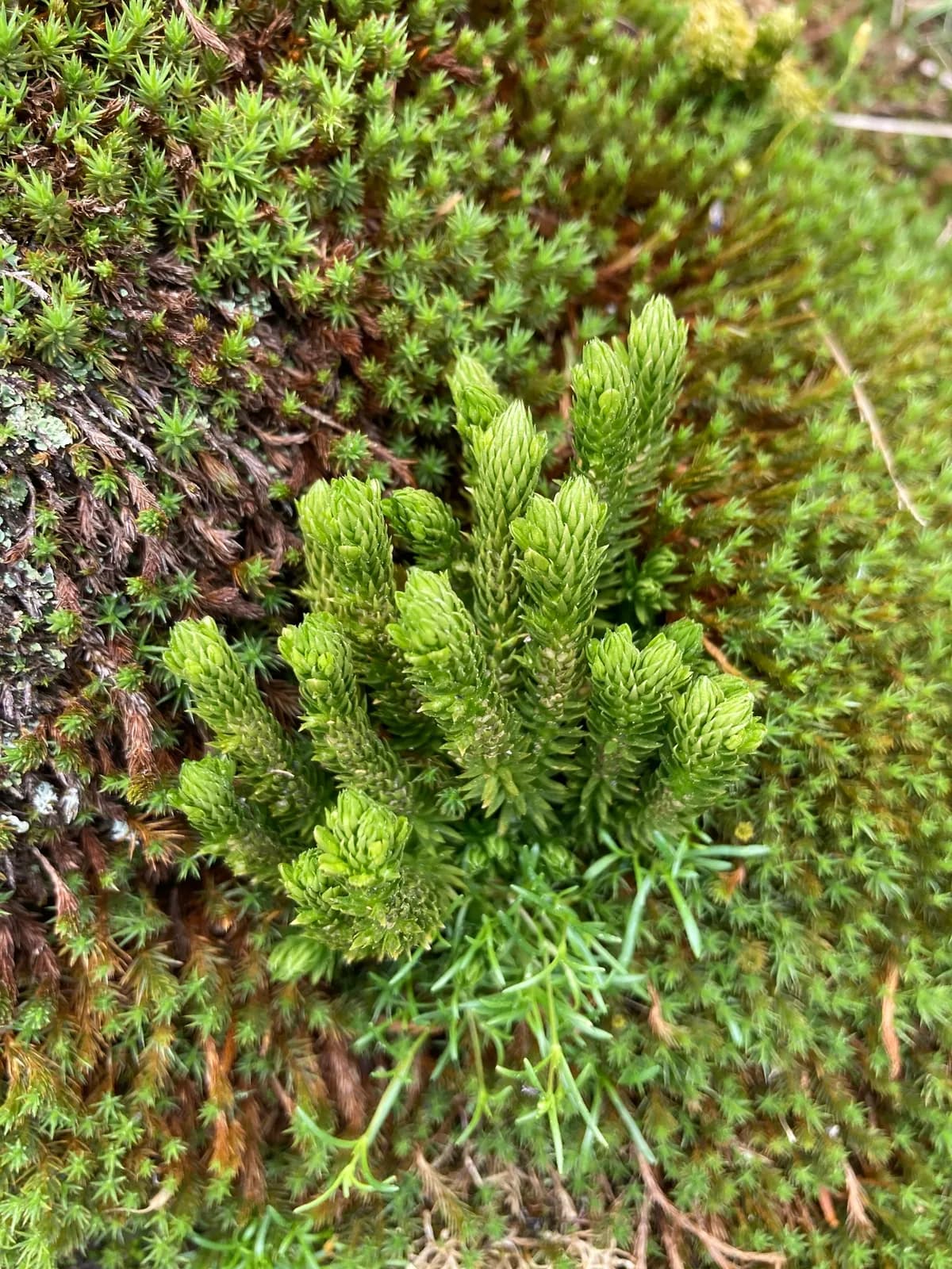 Appalachian fir-moss (Huperzia appalachiana)