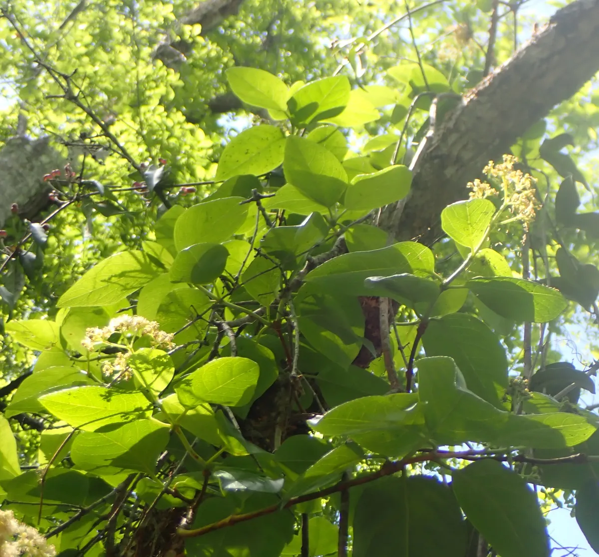 Climbing hydrangea (Hydrangea barbara)