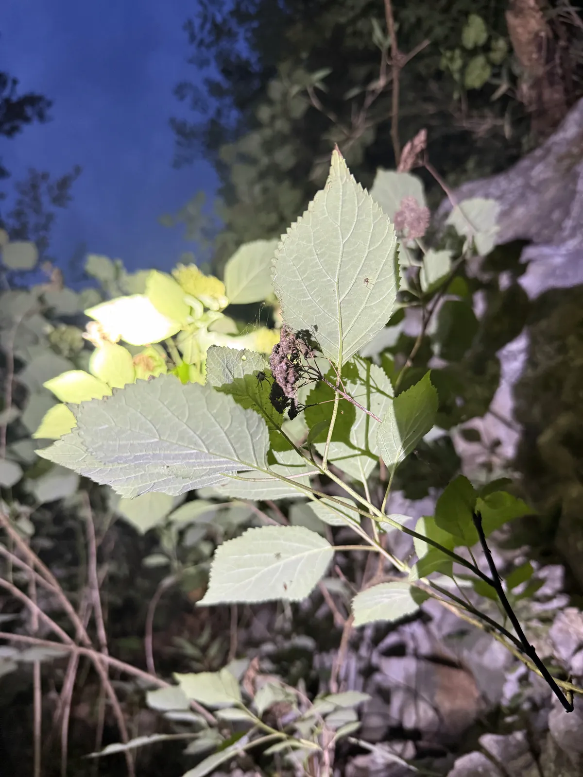 Ashy hydrangea (Hydrangea cinerea)