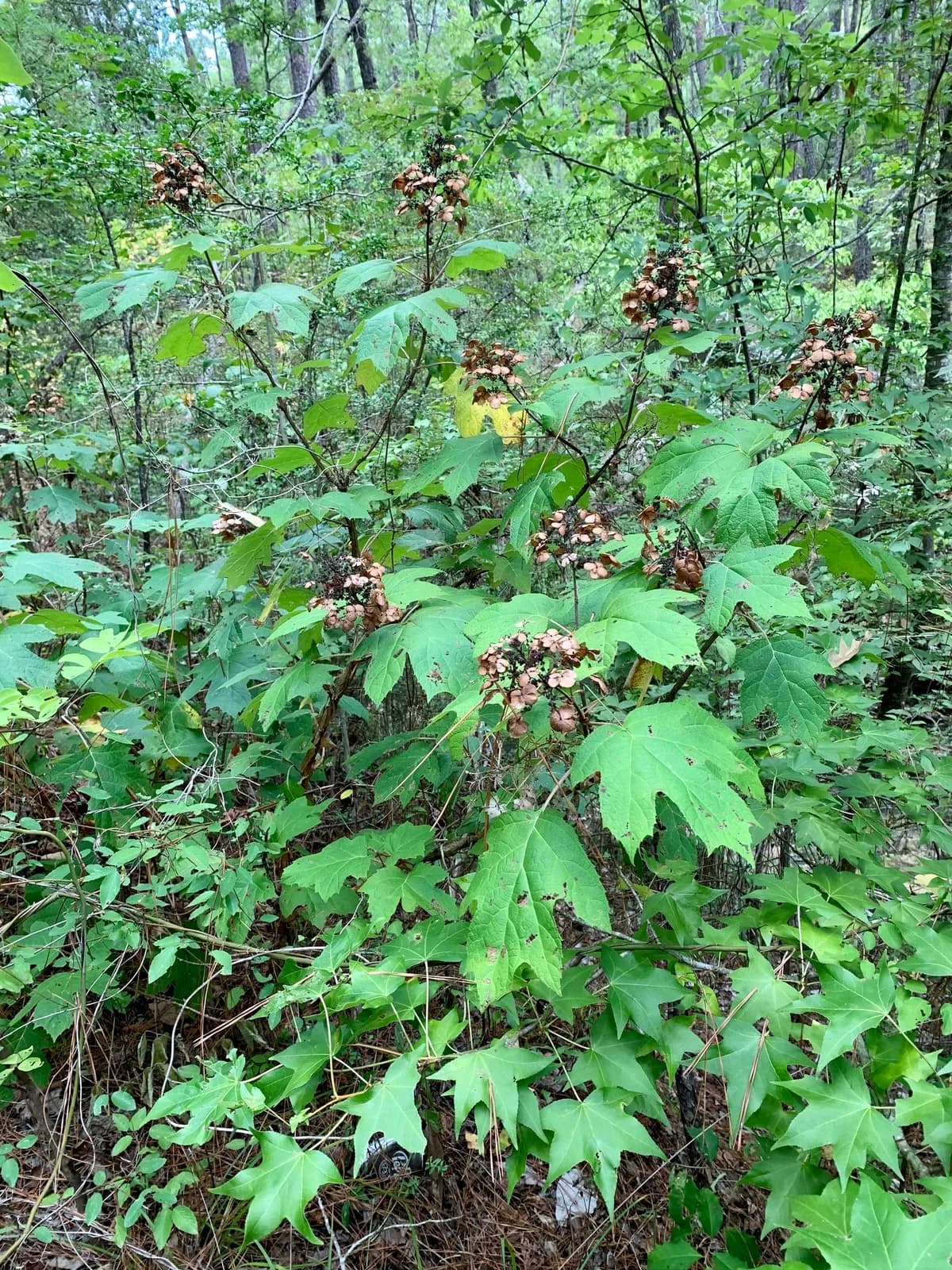 Oakleaf Hydrangea (Hydrangea quercifolia)