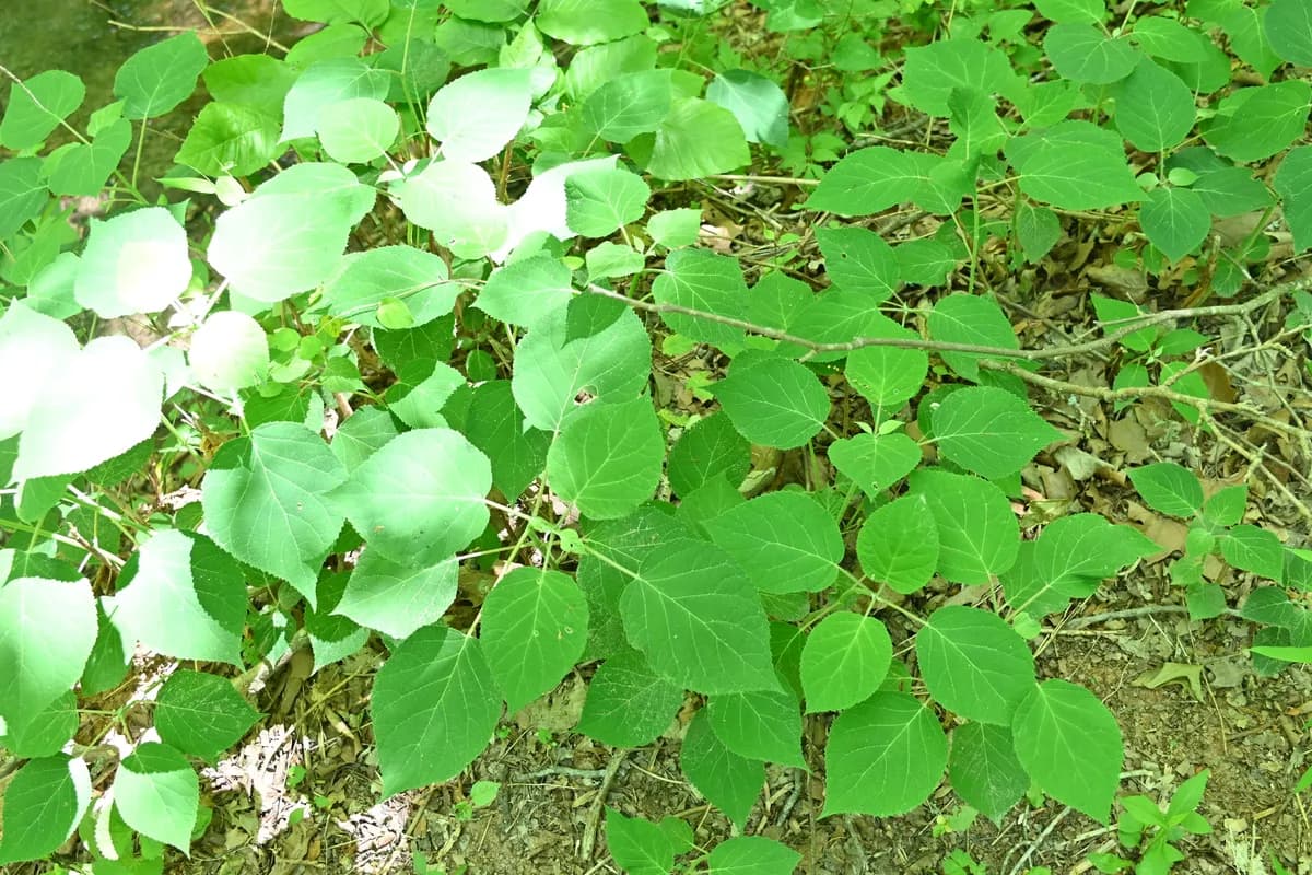 Silverleaf hydrangea (Hydrangea radiata)