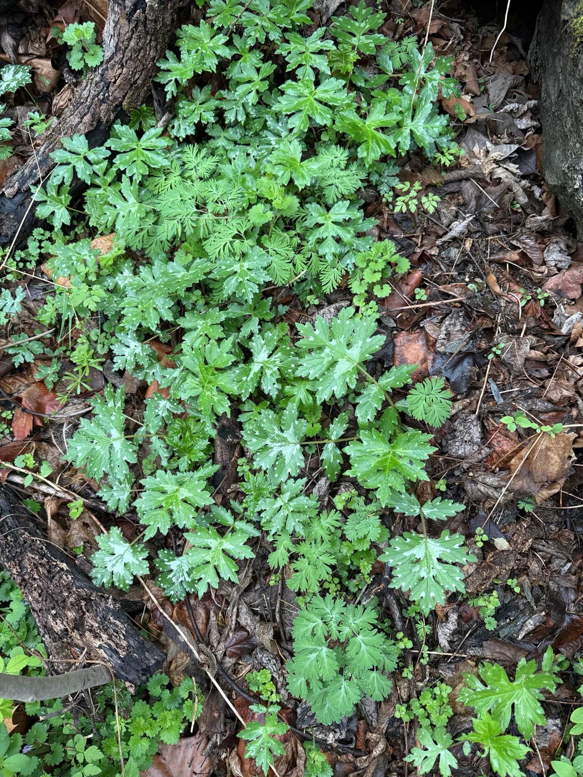 Bluntleaf Waterleaf (Hydrophyllum canadense)