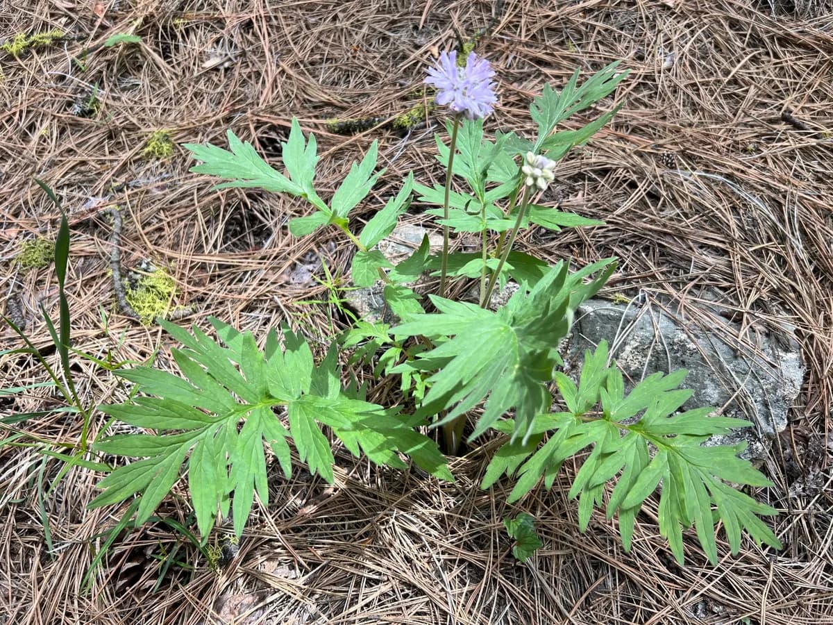 Western waterleaf (Hydrophyllum occidentale)