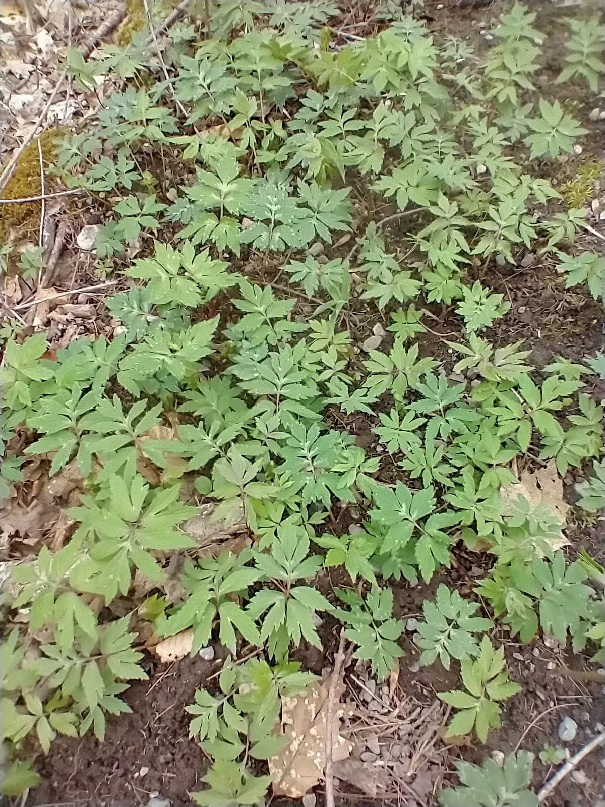 John's-cabbage (Hydrophyllum virginianum)
