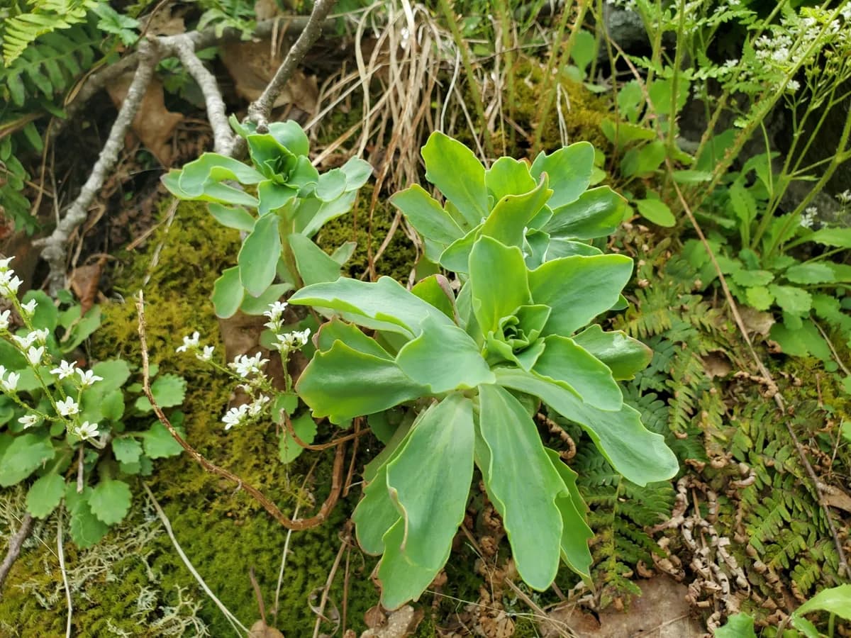 Live-for-ever (Hylotelephium telephioides)