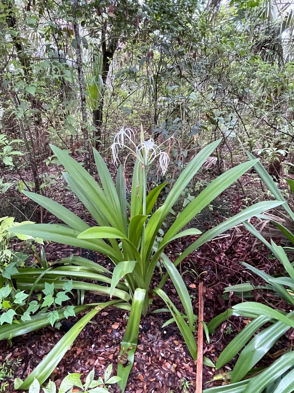 Mangrove spider lily (Hymenocallis latifolia)