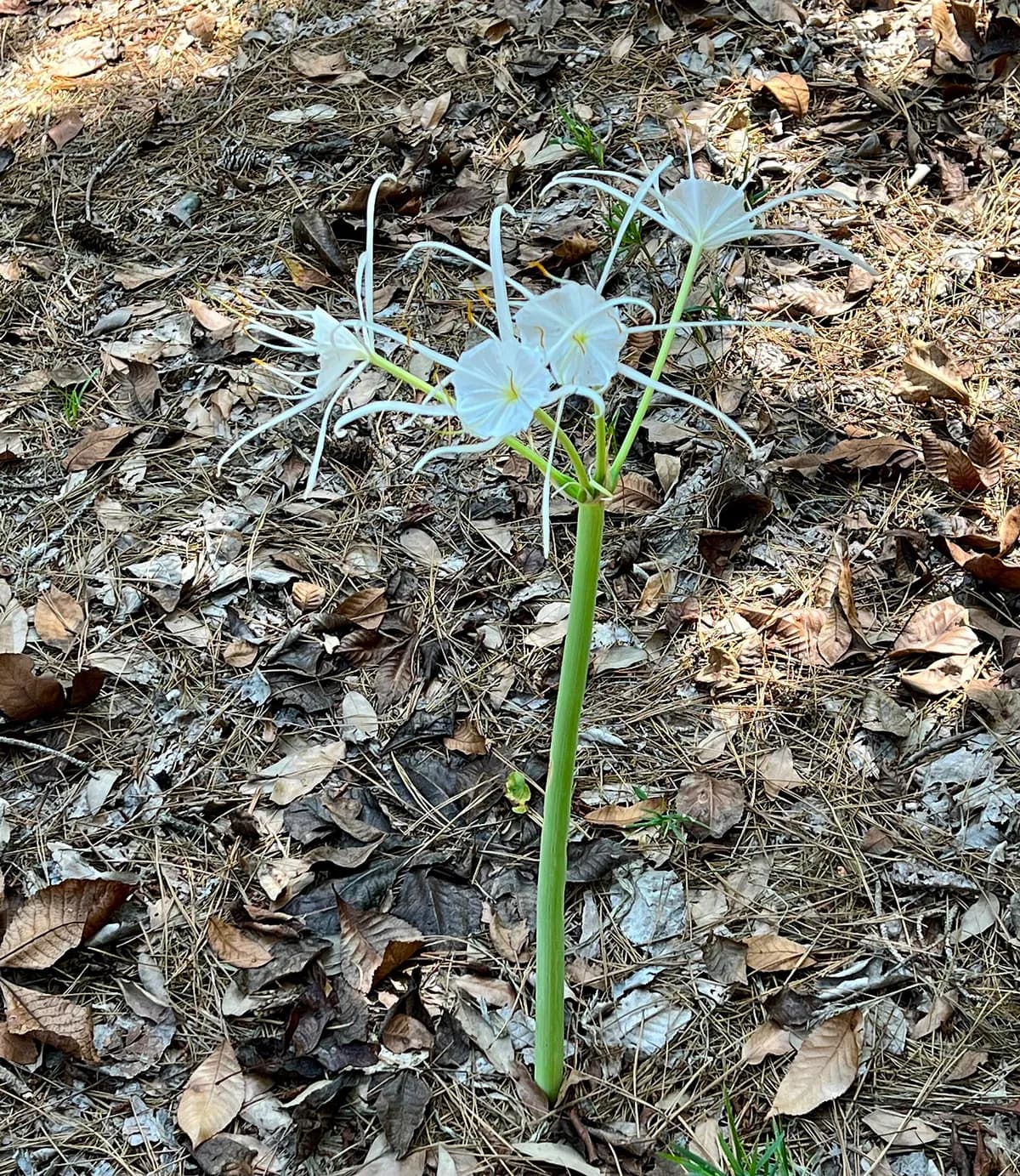 Northern Spiderlily (Hymenocallis occidentalis)