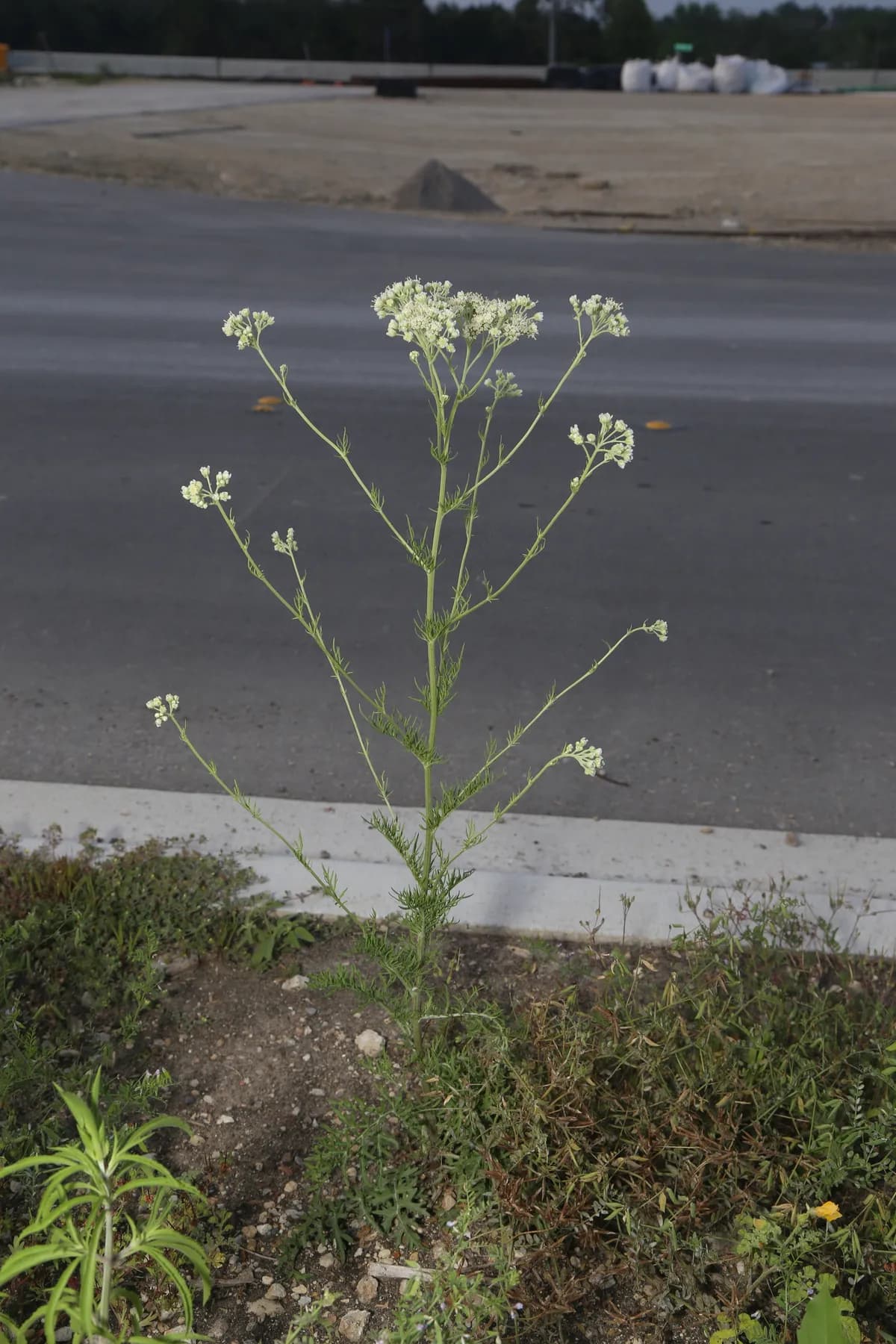 Carolina Woollywhite (Hymenopappus scabiosaeus)