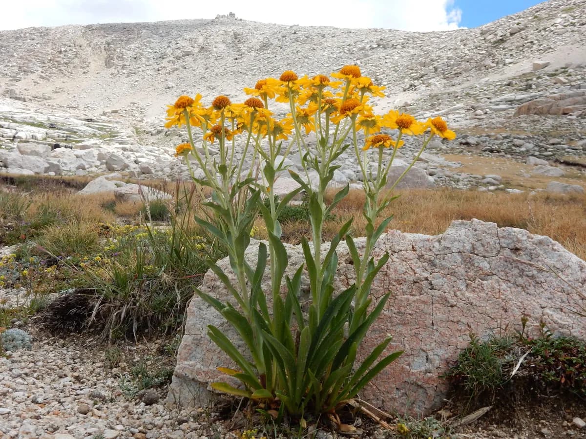 Orange Sneezeweed (Hymenoxys hoopesii)