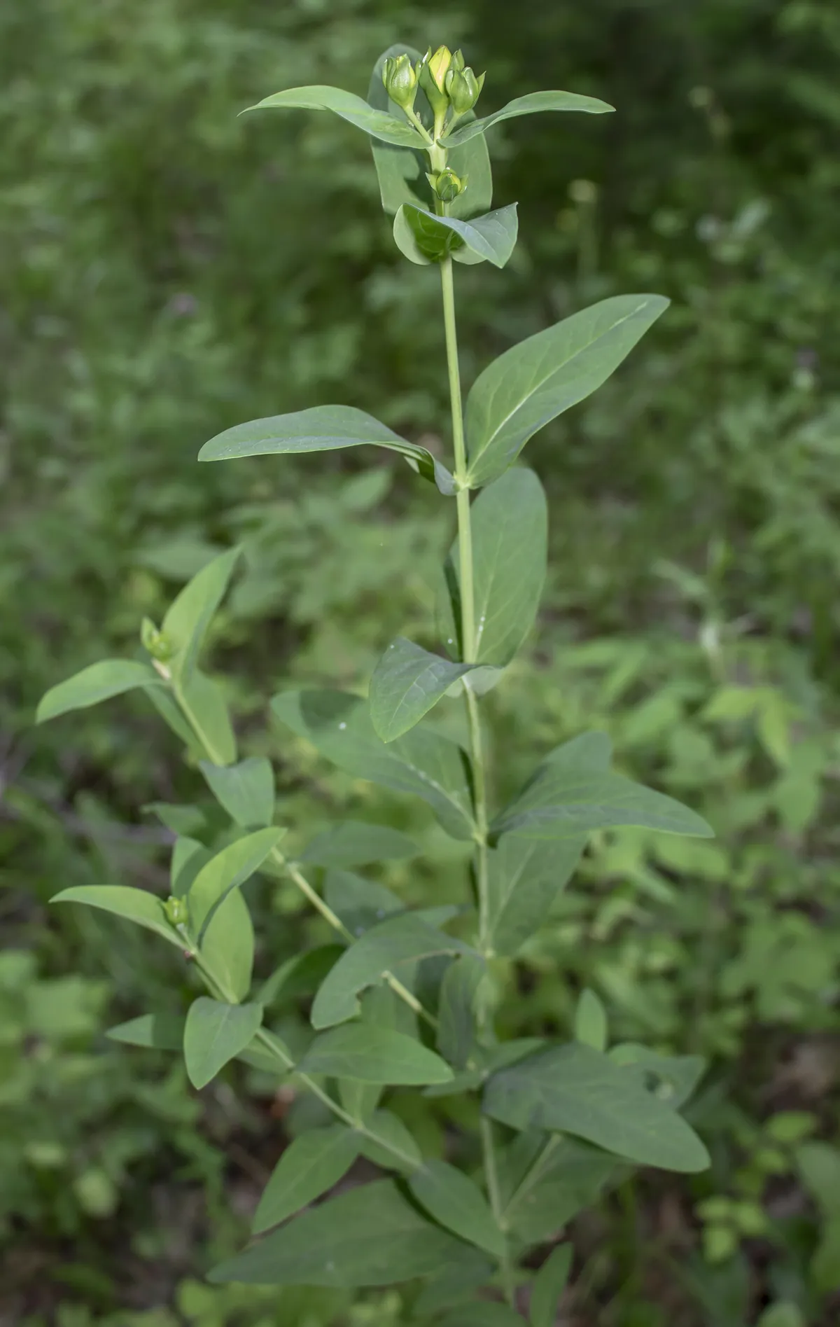 Great St. Johnswort (Hypericum ascyron)