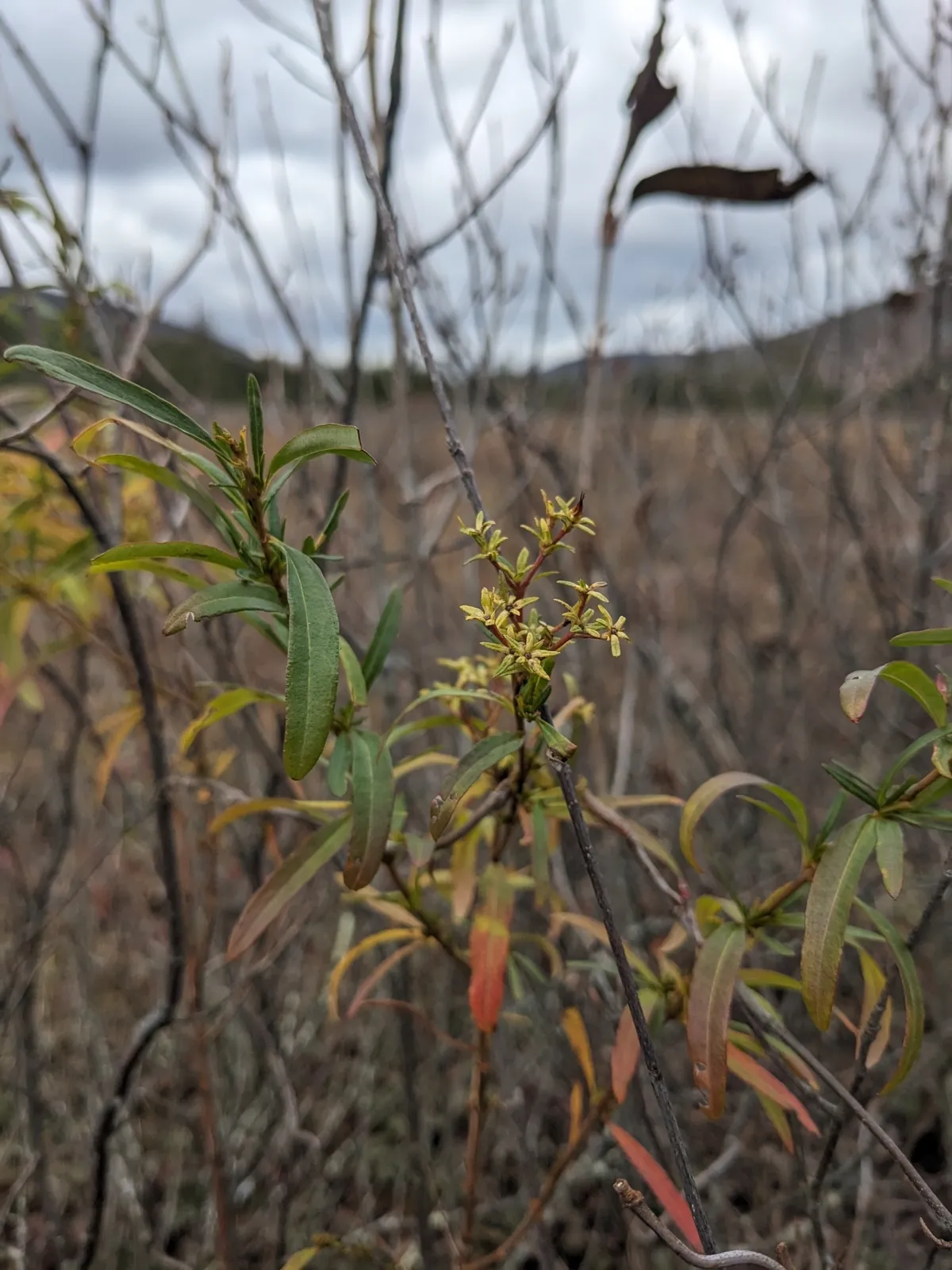 Bushy St. Johnswort (Hypericum densiflorum)