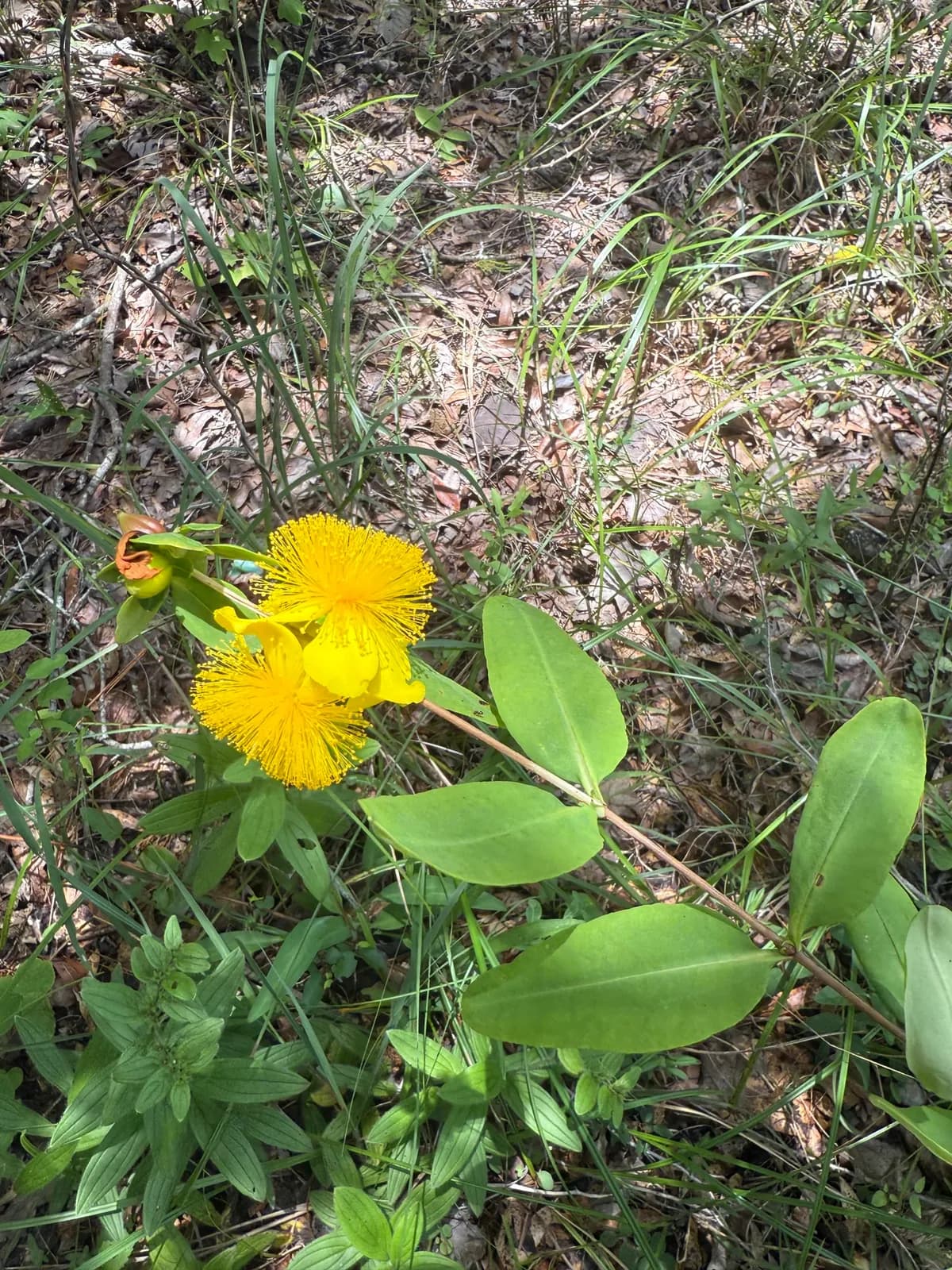 Cedar Glade St. John's Wort (Hypericum frondosum)