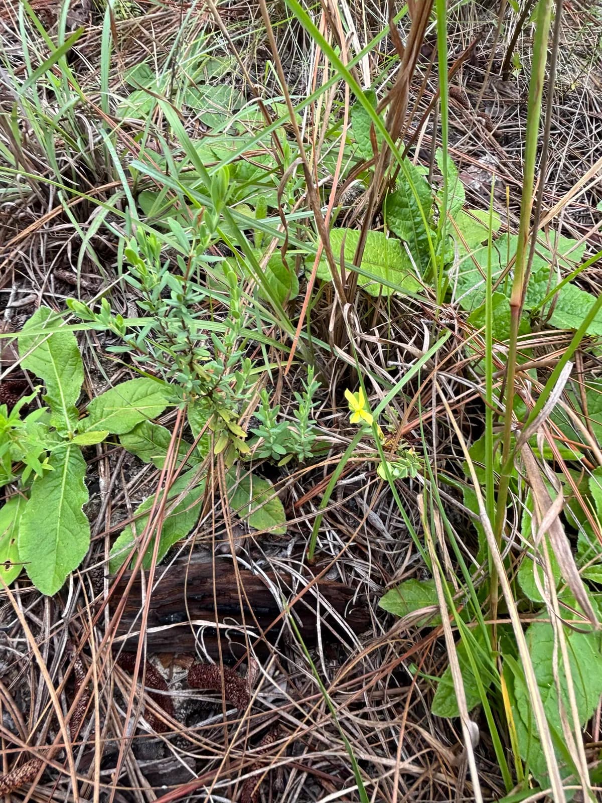 St. Andrew's-cross (Hypericum hypericoides)