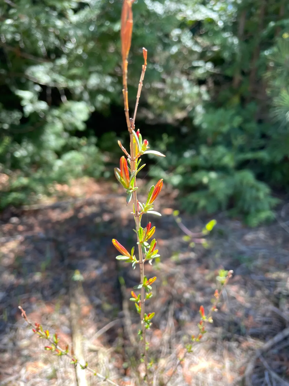 Kalm's st. john's-wort (Hypericum kalmianum)