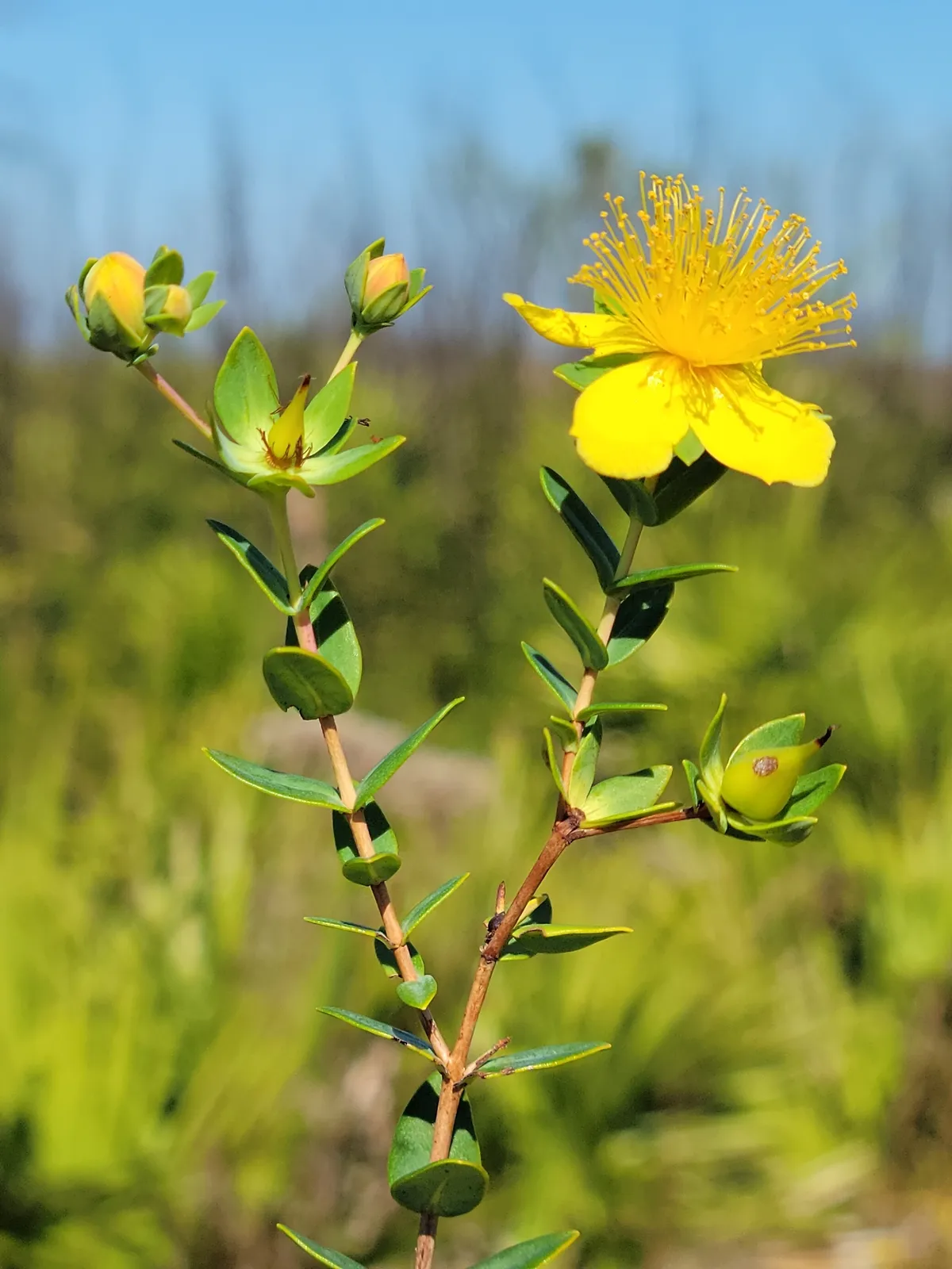 Myrtleleaf St. Johnswort (Hypericum myrtifolium)