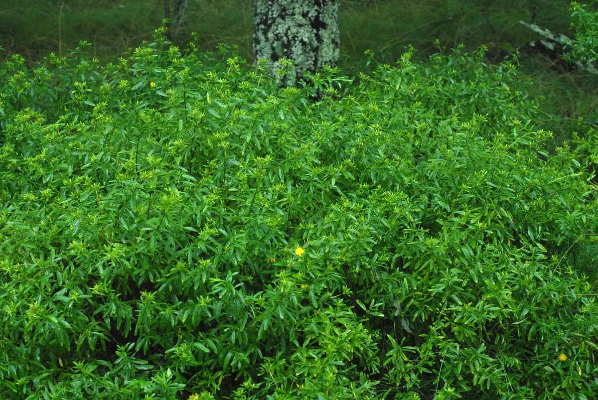 Shrubby St. John's Wort (Hypericum prolificum)